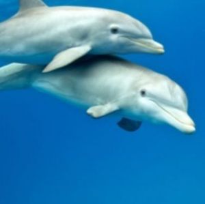 Meet your Posher, Makayla-lee